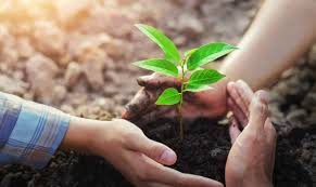 planting-tree-mud